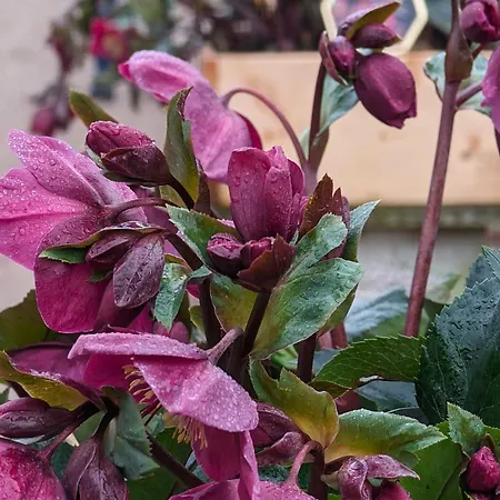 Am Schwatten Berg 3*