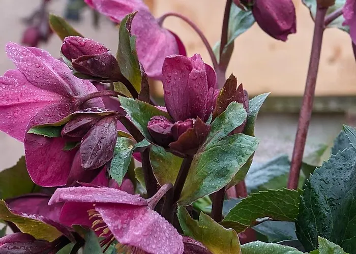 Am Schwatten Berg 3*